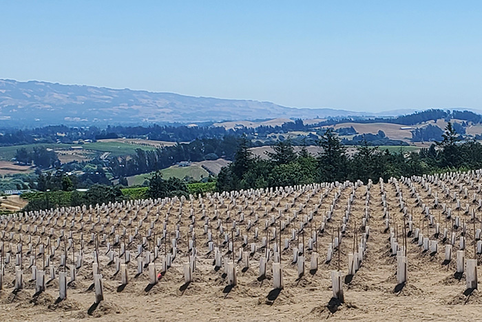 bare vineyards